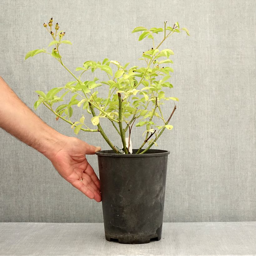 Exemplaar van Rosa Schubert - Muskusroos Pot van 4 l/5 l zoals geleverd in de zomer
