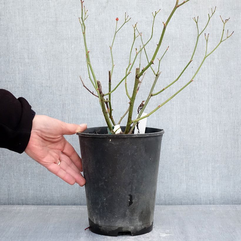 Exemplaar van Rosa Schubert - Muskusroos Pot van 4 l/5 l zoals geleverd in de winter