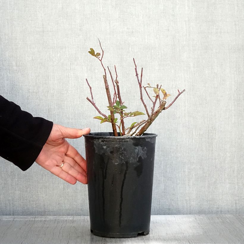 Exemplaar van Rosa moschata Sibelius - Muskusroos Pot van 4 l/5 l zoals geleverd in de herfst