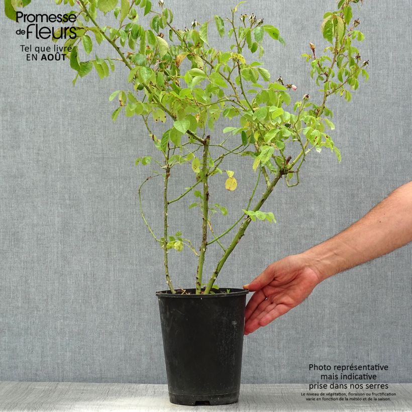 Exemplaar van Rosa Smarty - Polyantharoos Pot van 4 l/5 l zoals geleverd in de zomer