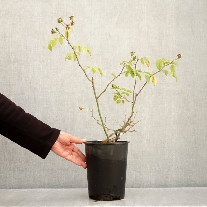 Exemplaar van Rosa Smarty - Polyantharoos Pot van 4 l/5 l zoals geleverd in de herfst