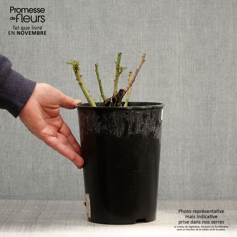 Exemplaar van Rosa Soul - Polyantharoos Pot van 4 l/5 l zoals geleverd in de herfst