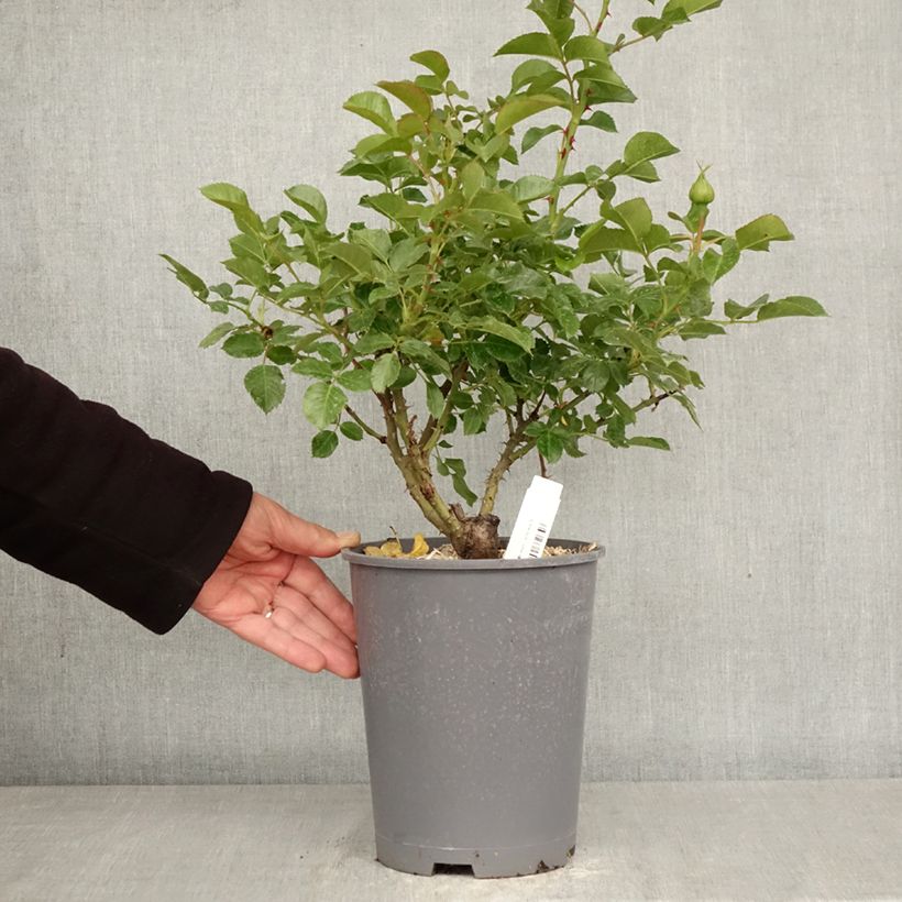 Exemplaar van Rosa Soul - Polyantharoos Pot van 4 l/5 l zoals geleverd in de lente