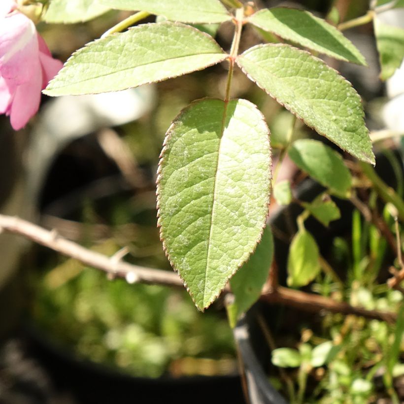 Rosa Twins - Muskusroos (Blad)