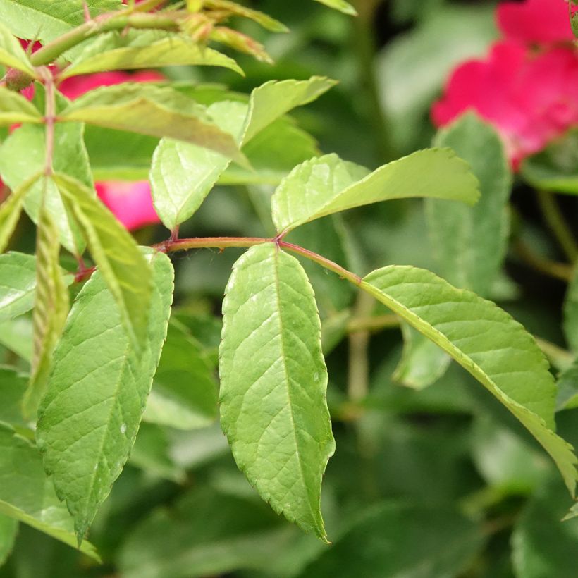 Rosa moschata Vif Eclat - Muskusroos (Blad)