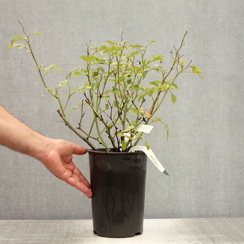 Exemplaar van Rosa moschata Vif Eclat - Muskusroos Pot van 4 l/5 l zoals geleverd in de zomer