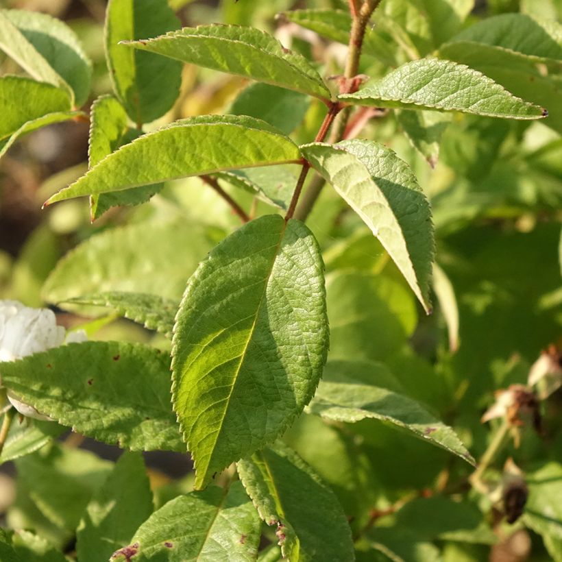 Rosa moschata Waterloo - Muskusroos (Blad)