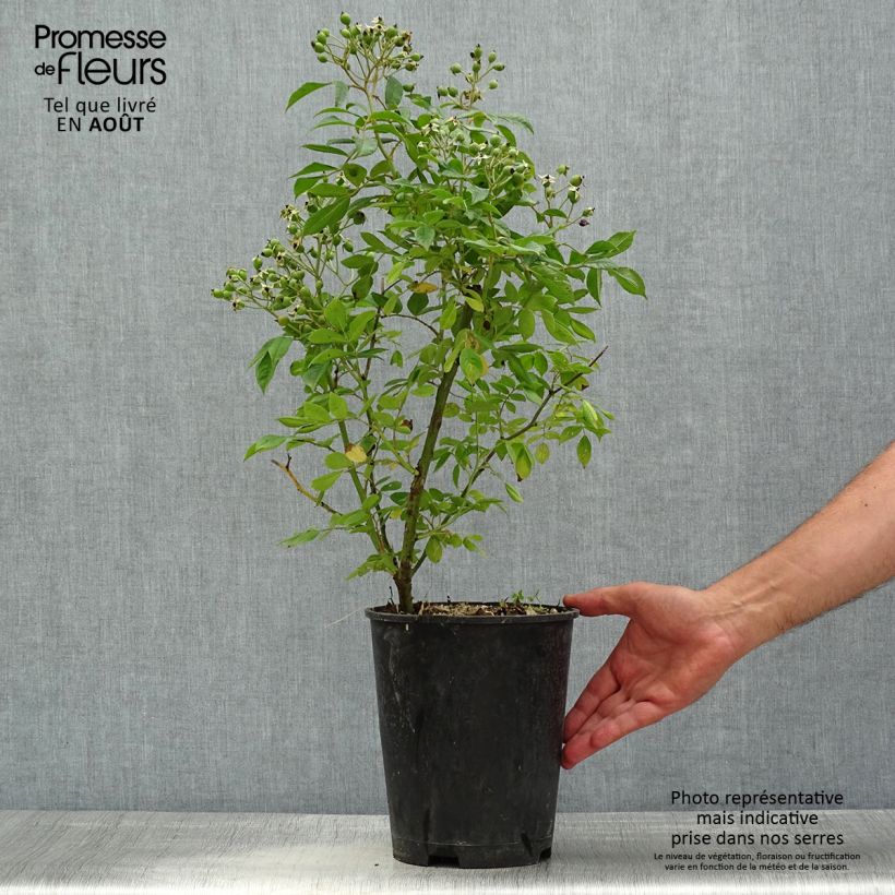 Exemplaar van Rosa moschata Waterloo - Muskusroos Pot van 4 l/5 l zoals geleverd in de zomer