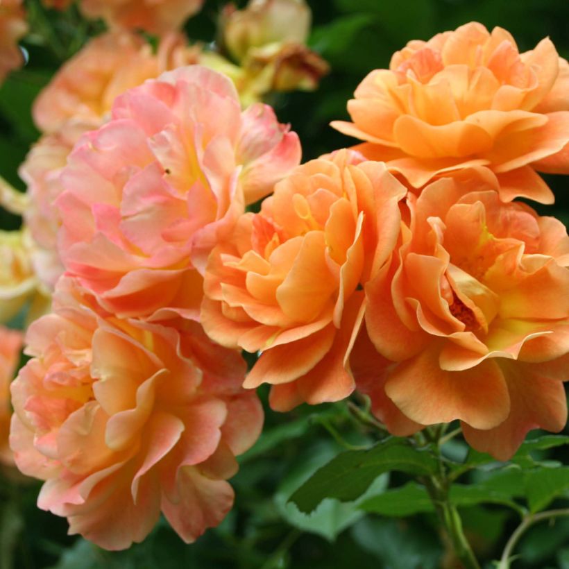 Rosa Westerland - Polyantharoos (Bloei)