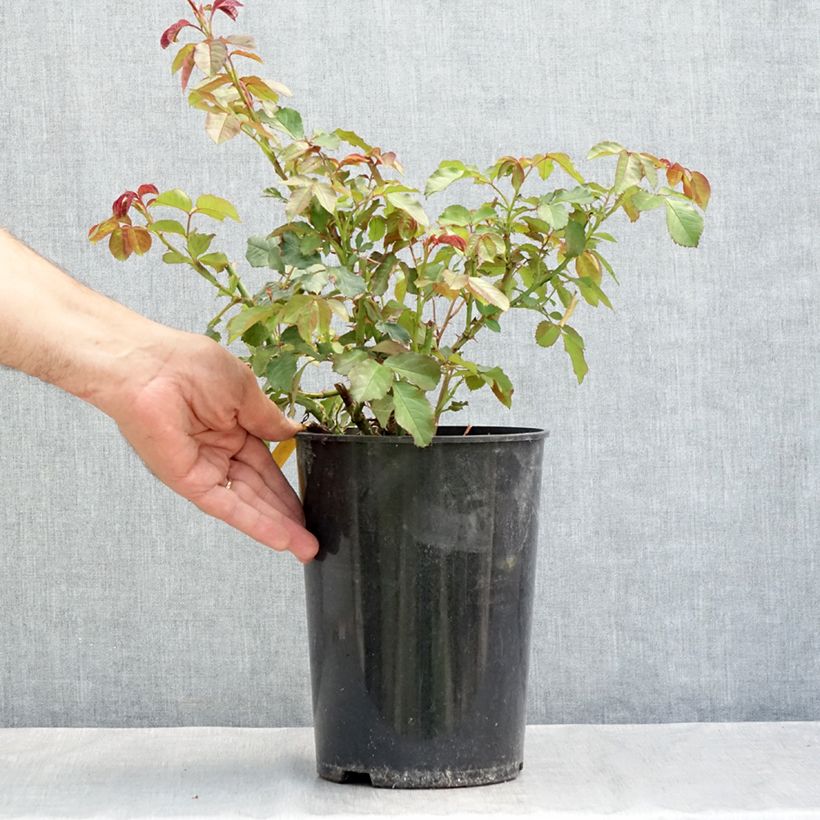 Exemplaar van Rosa Westerland - Polyantharoos Pot van 4 l/5 l zoals geleverd in de zomer