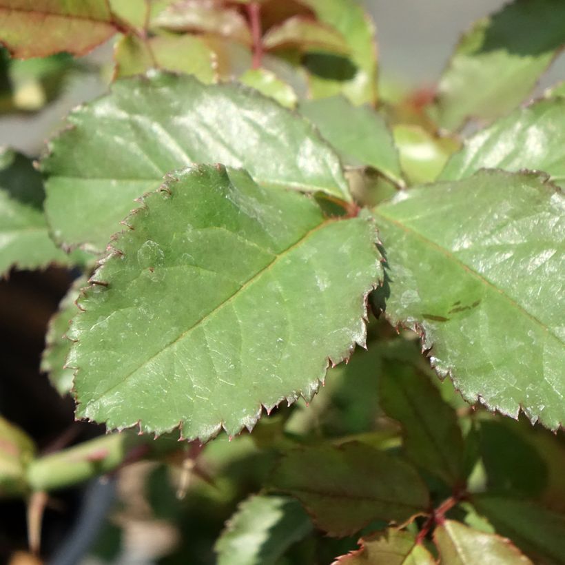 Rosa Westerland - Polyantharoos (Blad)