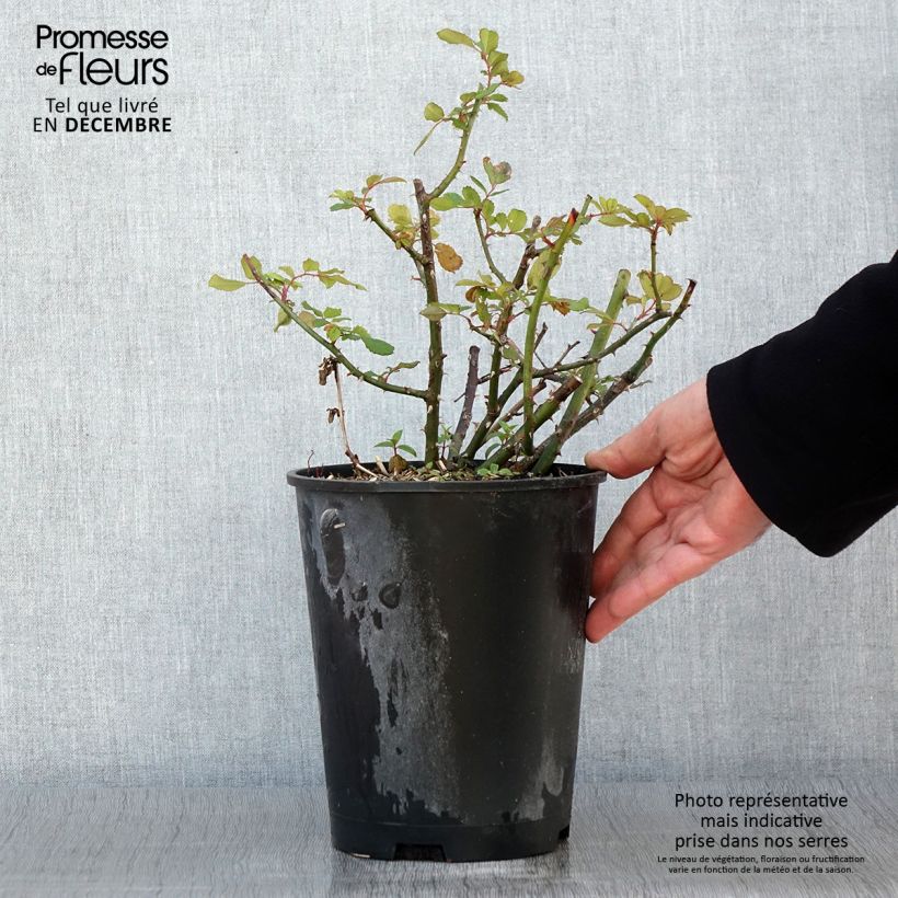 Exemplaar van Rosier arbustif White Magic Pot de 4L/5L zoals geleverd in de herfst