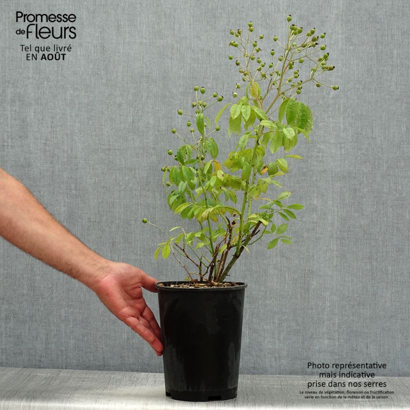 Exemplaar van Rosa moschata White Magic - Muskusroos Pot van 4 l/5 l zoals geleverd in de zomer
