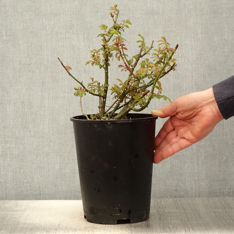 Exemplaar van Rosa moschata White Magic - Muskusroos Pot van 4 l/5 l zoals geleverd in de lente