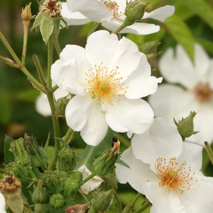 Rosa moschata White Magic - Muskusroos (Bloei)
