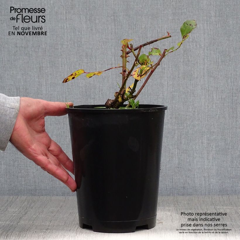 Exemplaar van Rosa Pretty Sunrise - Polyantharoos Pot van 4 l/5 l zoals geleverd in de herfst