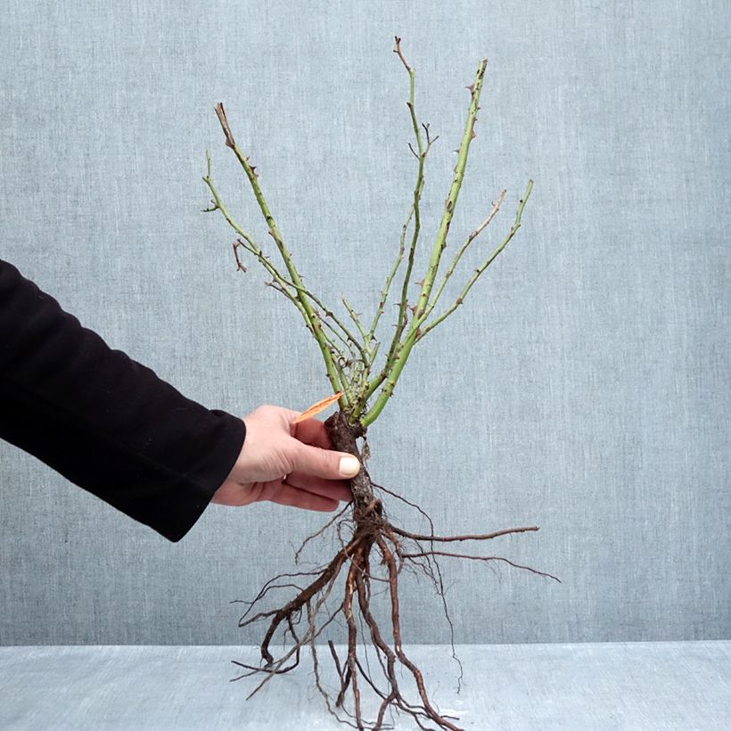 Example of Rosa Pretty Sunrise - Polyantharoos Naakte wortel as you get in hiver