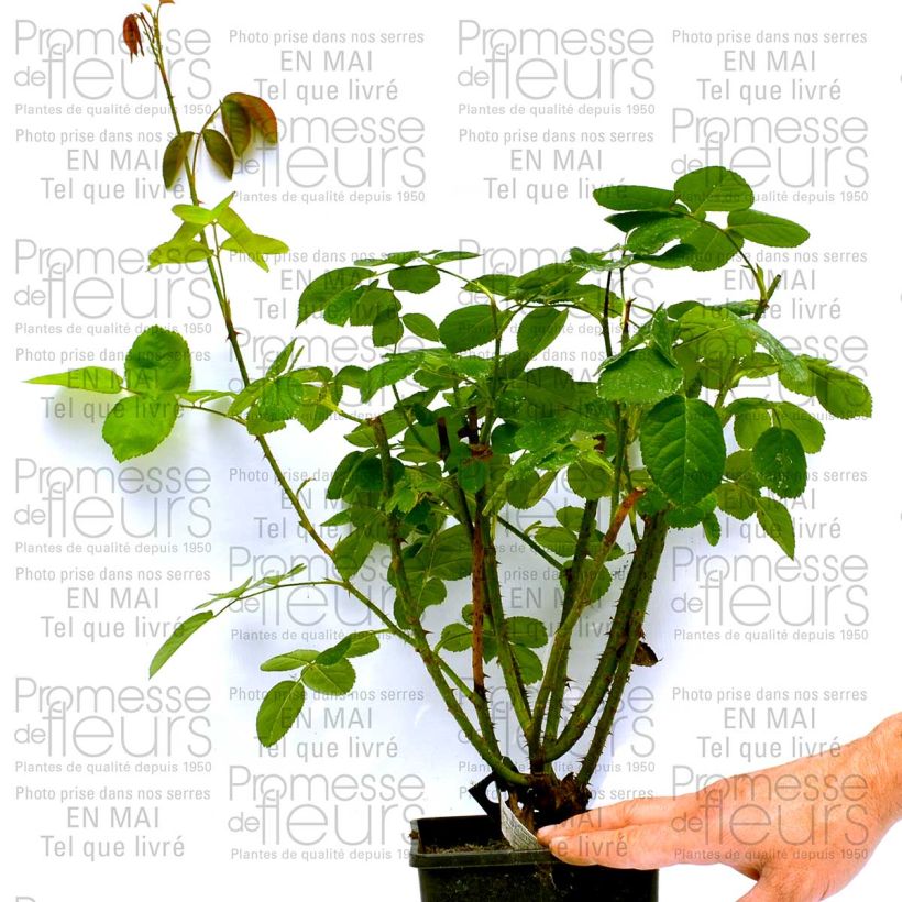 Example of Rosa Constance Spry - David Austinroos Pot van 4 l/5 l as you get