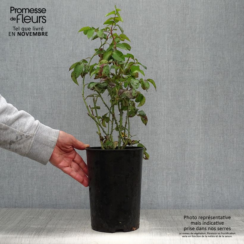 Exemplaar van Rosa Baronne Prévost - Polyantharoos Pot van 4 l/5 l zoals geleverd in de herfst