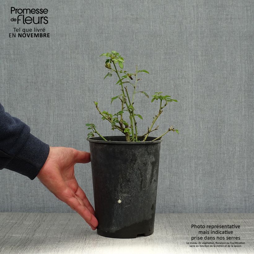 Exemplaar van Rosa Bijenweelde Lichtrood - Polyantharoos Pot van 3 l/4 l zoals geleverd in de herfst