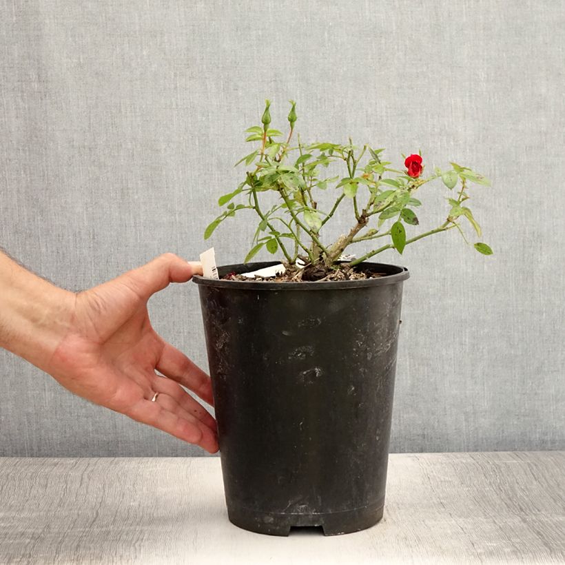 Exemplaar van Rosa Bijenweelde Lichtrood - Polyantharoos Pot van 3 l/4 l zoals geleverd in de zomer