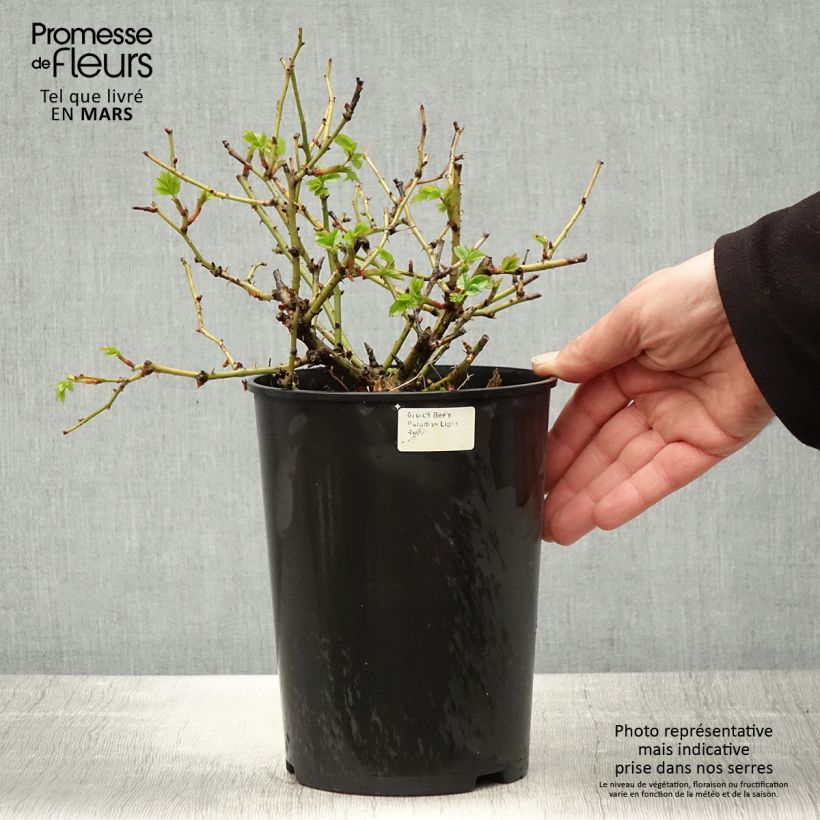 Example of Rosa Bijenweelde Lichtrood - Polyantharoos Pot van 3 l/4 l as you get in printemps