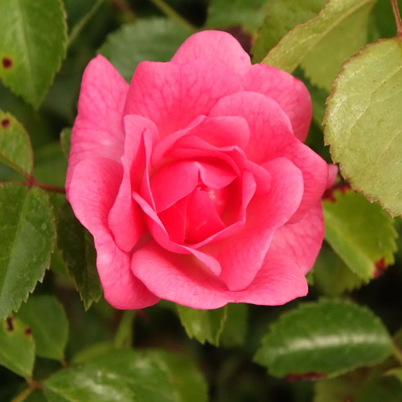Rosa Bees Paradise Pink - Polyantharoos (Bloei)