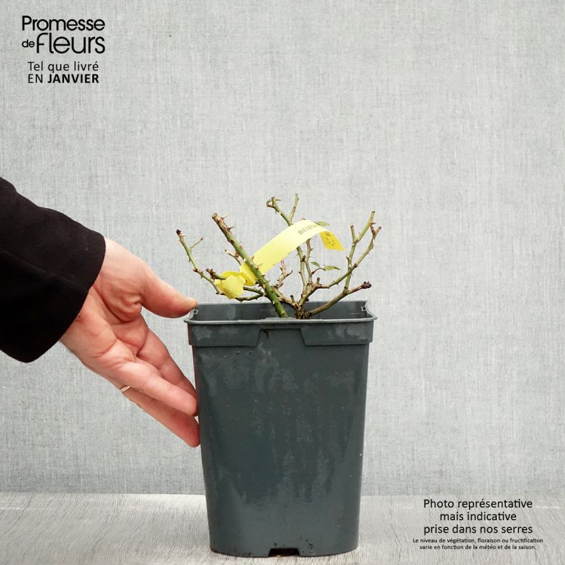 Exemplaar van Rosa Bienenweide Gelb - Polyantharoos Pot van 3 l/4 l zoals geleverd in de winter