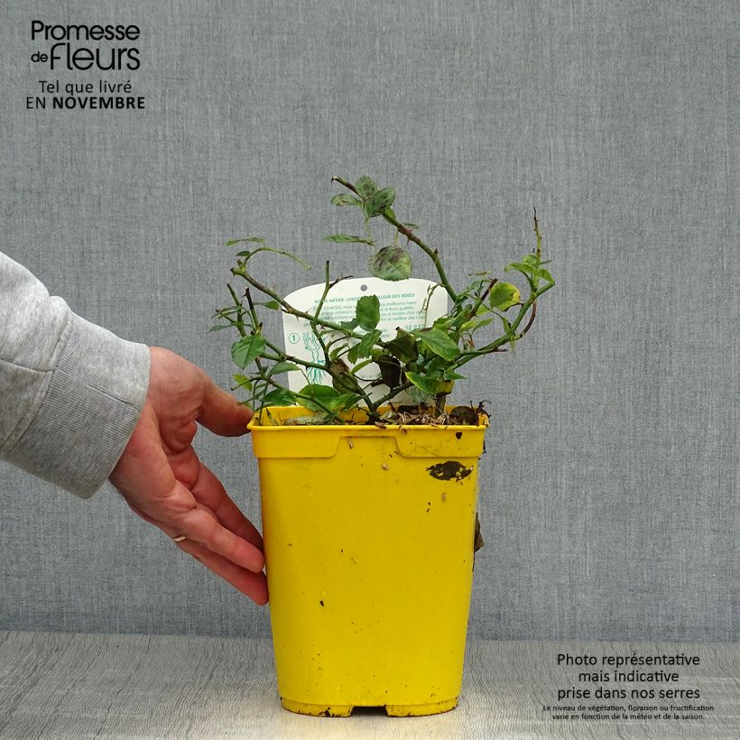 Exemplaar van Rosa Bijenweelde Ivory - Polyantharoos Pot van 3 l/4 l zoals geleverd in de herfst