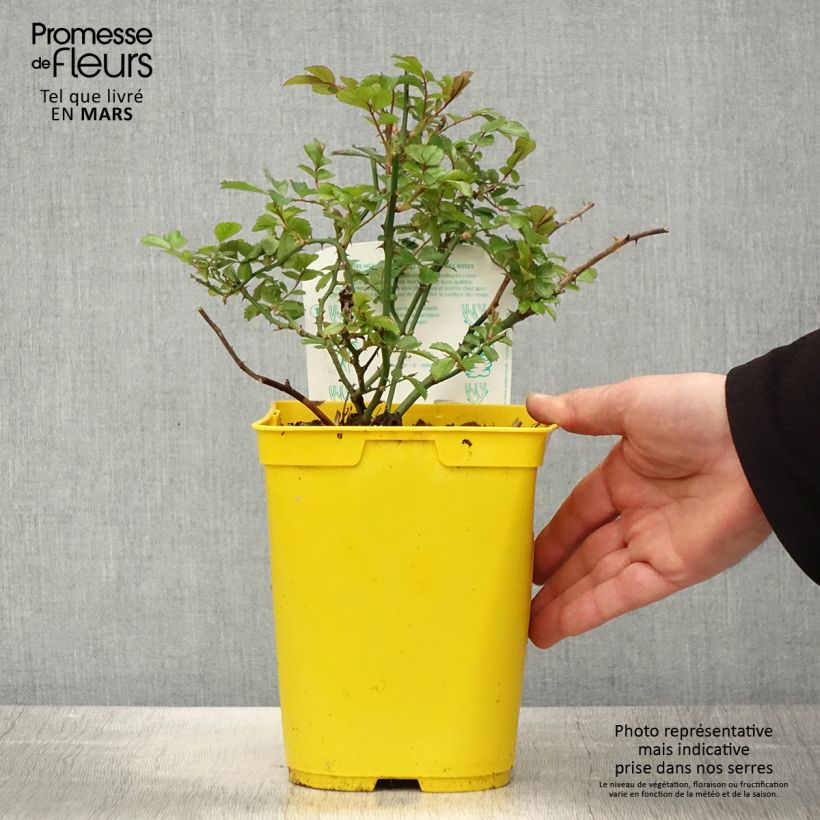 Exemplaar van Rosa Bijenweelde Ivory - Polyantharoos Pot van 3 l/4 l zoals geleverd in de lente