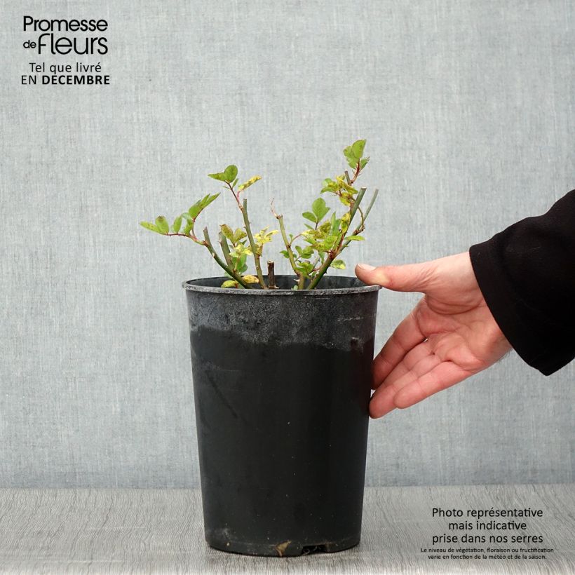 Exemplaar van Rosa Bleu Magenta - Historische klimroos Pot van 4 l/5 l zoals geleverd in de herfst