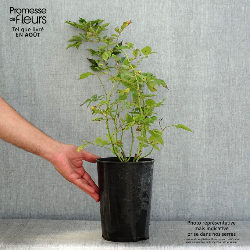 Exemplaar van Rosa Bleu Magenta - Historische klimroos Pot van 4 l/5 l zoals geleverd in de zomer