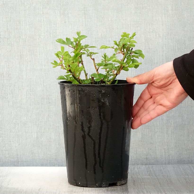 Exemplaar van Rosa Bleu Magenta - Historische klimroos Pot van 4 l/5 l zoals geleverd in de lente