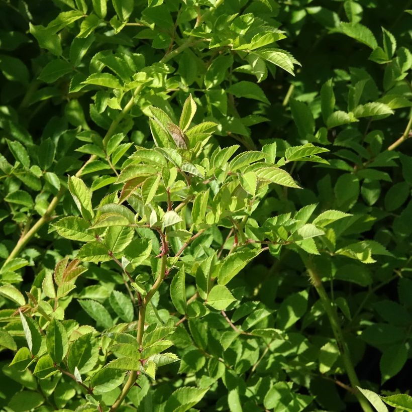Rosa multiflora - Ramblerroos (Blad)
