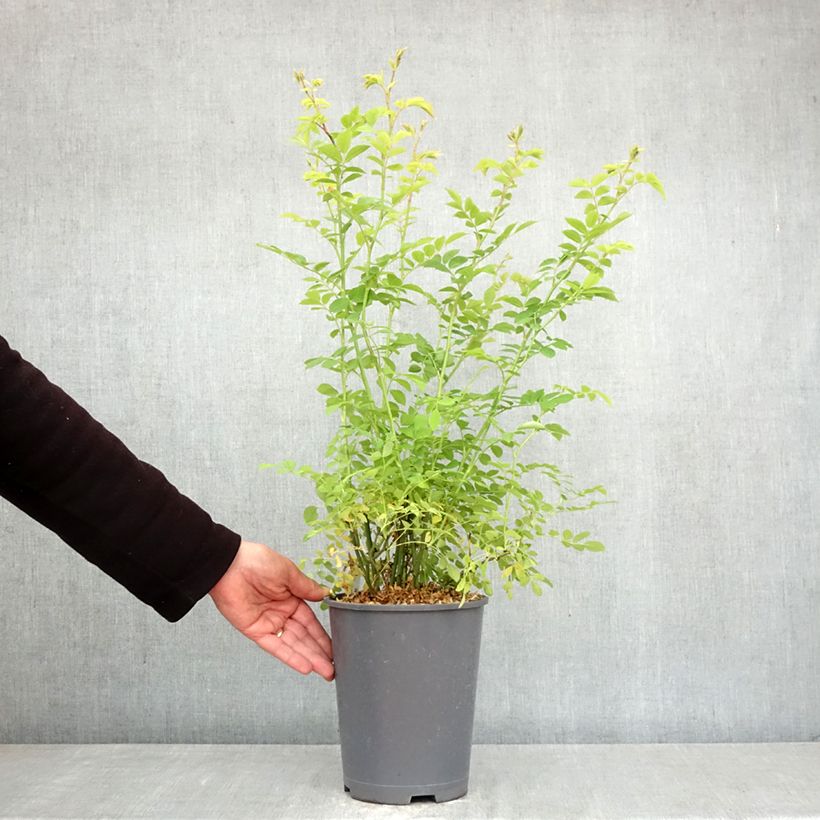 Exemplaar van Rosa multiflora - Ramblerroos Pot van 3 l/4 l zoals geleverd in de lente