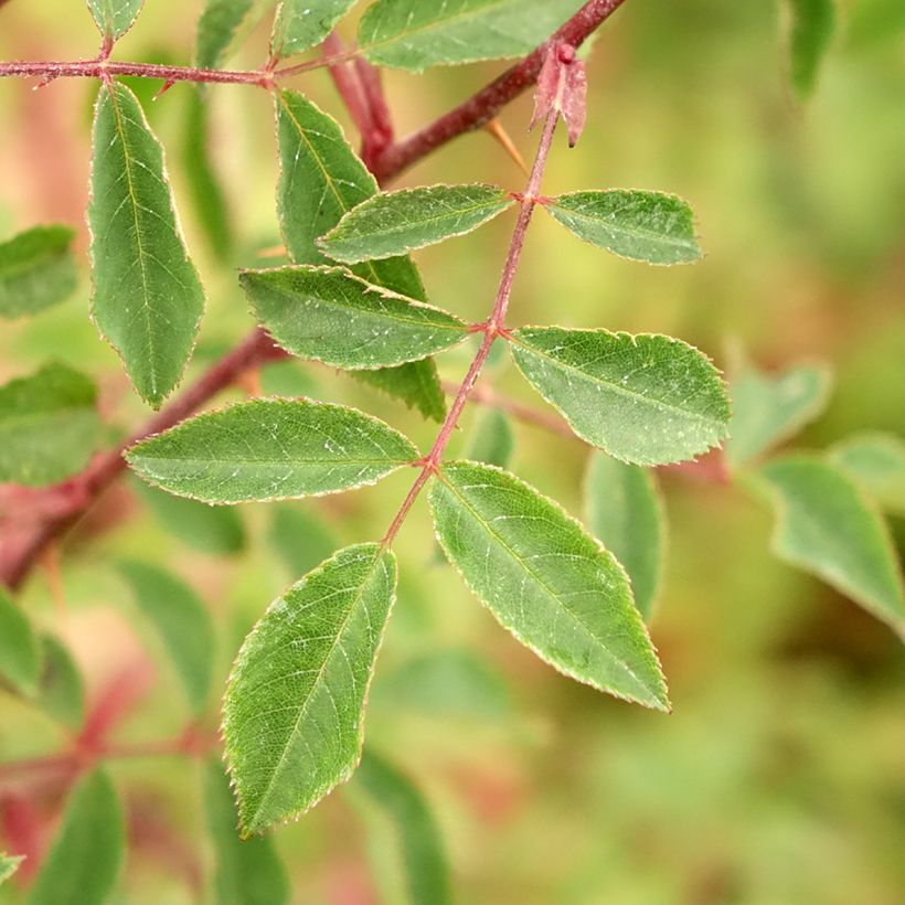 Rosa Bourgogne - Botanische roos (Blad)