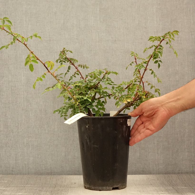 Exemplaar van Rosa Bourgogne - Botanische roos Pot van 4 l/5 l zoals geleverd in de zomer