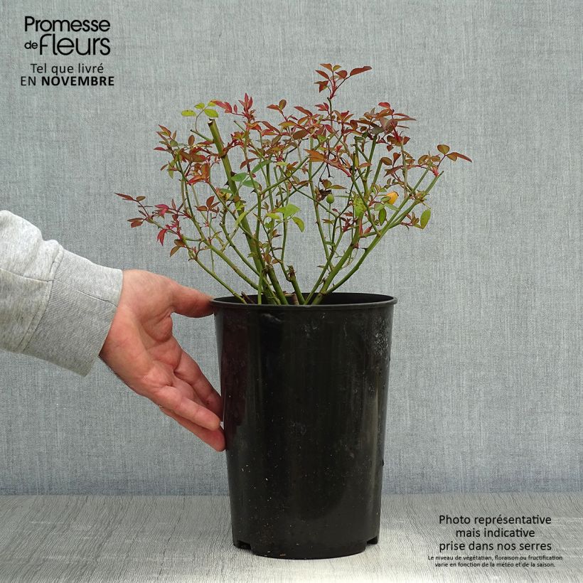 Exemplaar van Rosa Mutabilis - Chinese roos Pot van 2 l/3 l zoals geleverd in de herfst