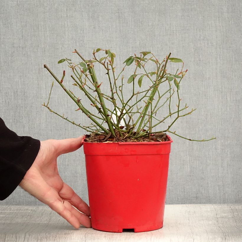 Exemplaar van Rosier botanique - Rosa chinensis Mutabilis Pot de 2L/3L, Qualité 2 branches, Sur propres racines ( non greffé) zoals geleverd in de winter