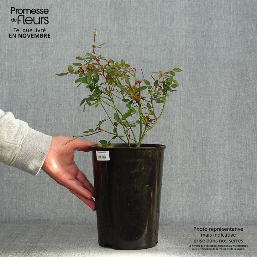 Exemplaar van Rosa Mutabilis - Chinese roos Pot van 4 l/5 l zoals geleverd in de herfst