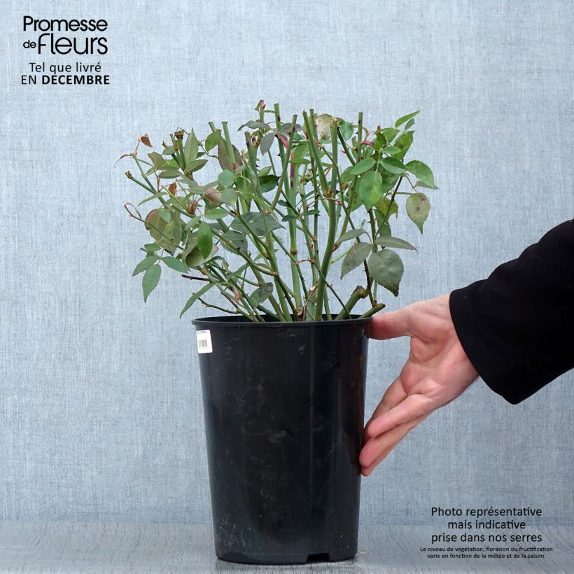 Exemplaar van Rosa chinensis Viridiflora - Groene roos Pot van 4 l/5 l zoals geleverd in de herfst