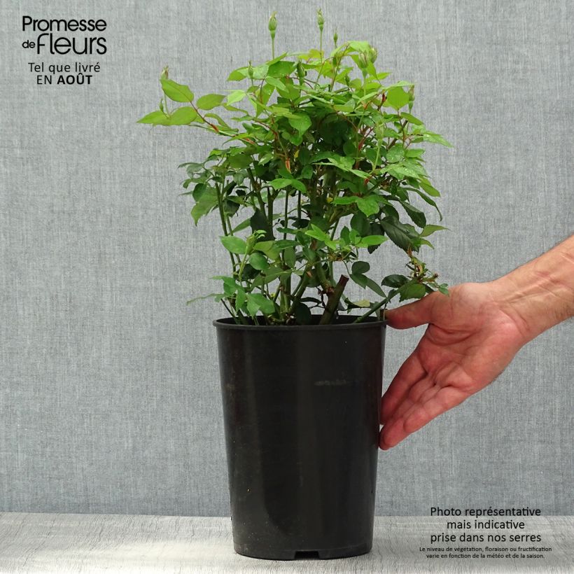 Exemplaar van Rosa chinensis Viridiflora - Groene roos Pot van 4 l/5 l zoals geleverd in de zomer