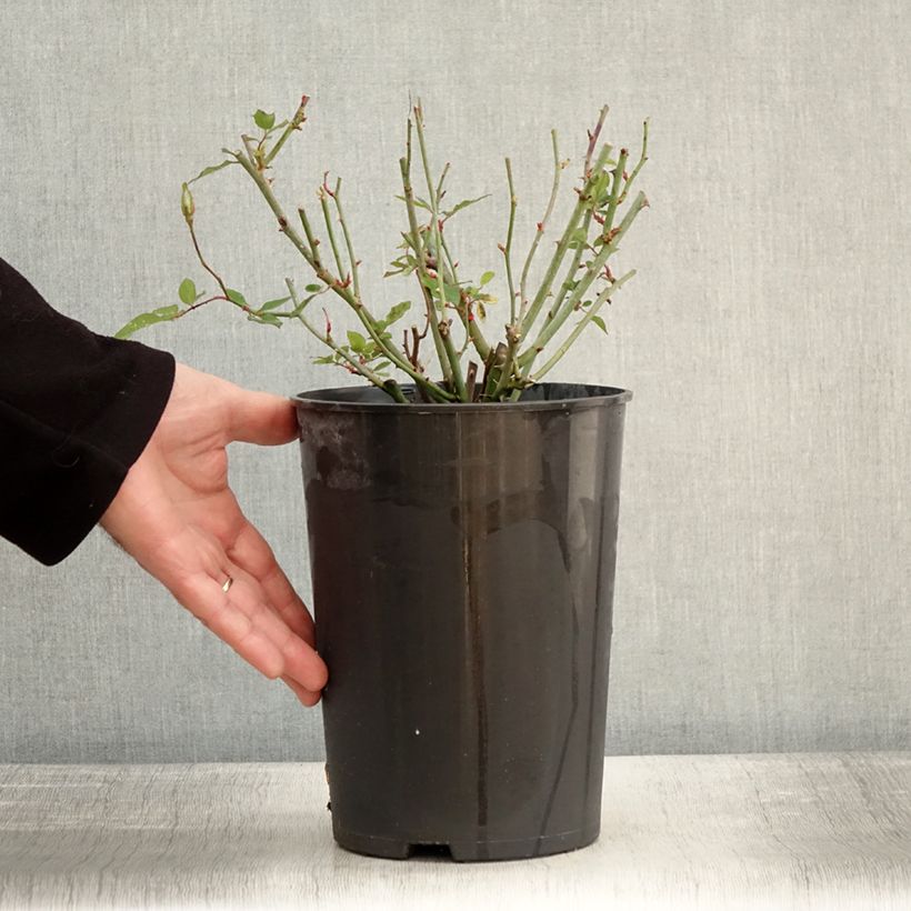Exemplaar van Rosier botanique - Rosa chinensis Viridiflora - Rose verte Pot de 4L/5L, Qualité 2 branches zoals geleverd in de winter