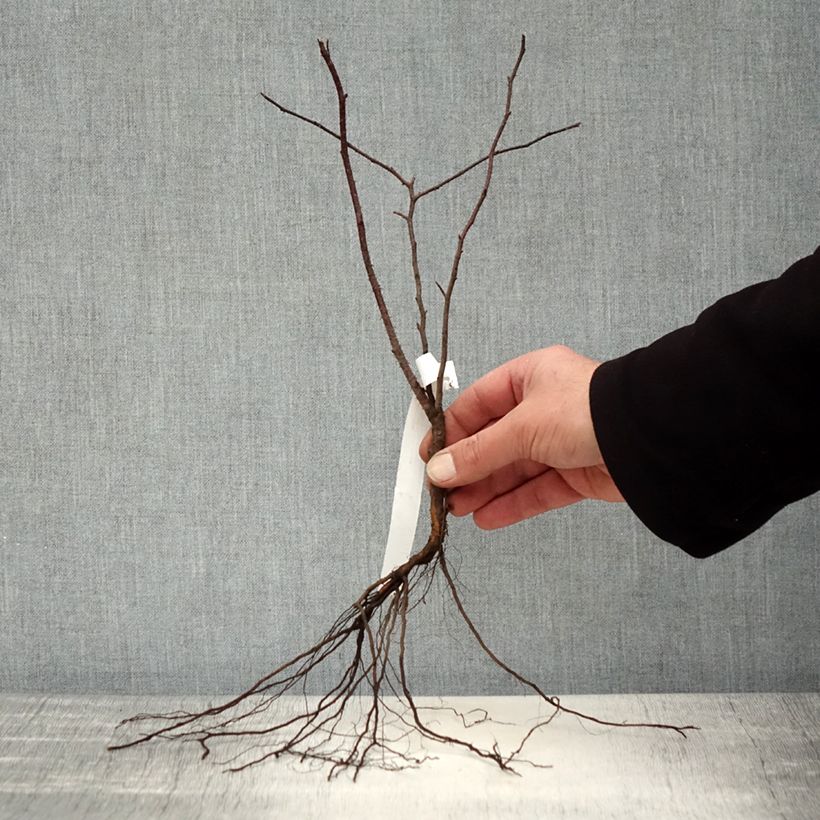 Exemplaar van Rosa glauca - Bergroos Naakte wortel zoals geleverd in de winter