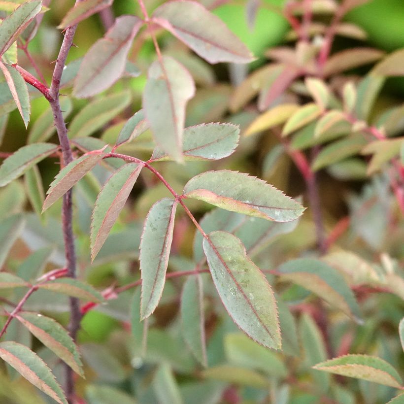 Rosa glauca - Bergroos (Blad)