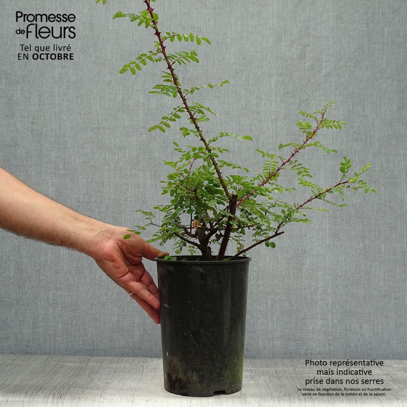Exemplaar van Rosa hugonis - Chinese goudroos Pot van 3 l/4 l zoals geleverd in de herfst