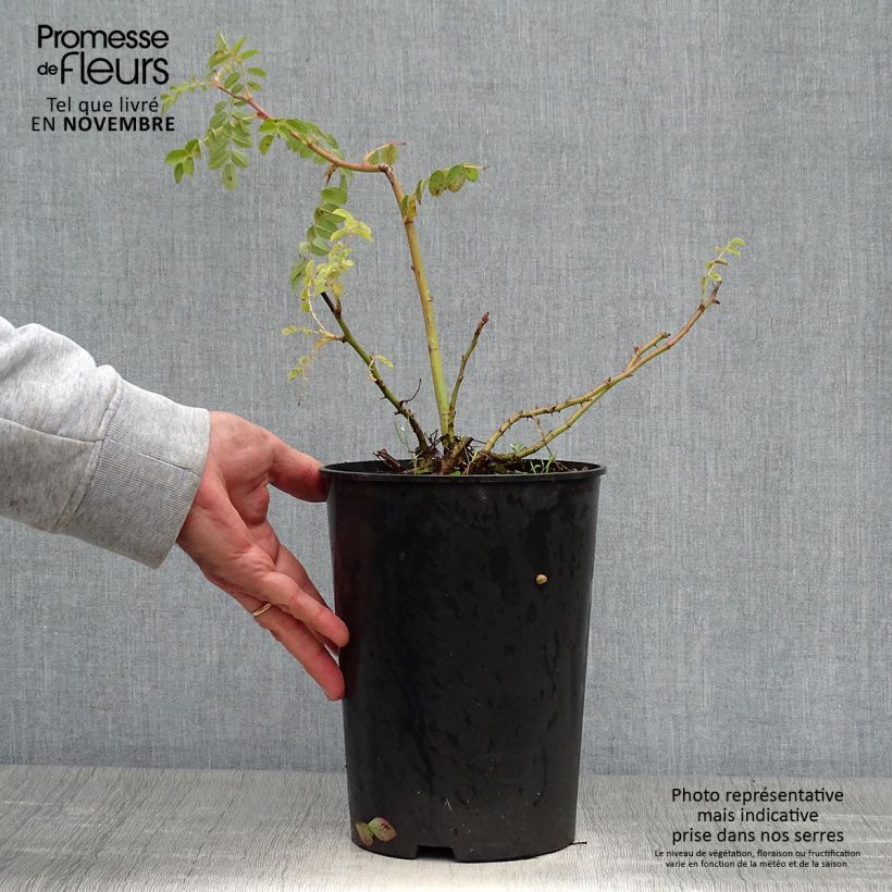 Exemplaar van Rosa moyesii Geranium - Mandarijnroos Pot van 3 l/4 l zoals geleverd in de herfst