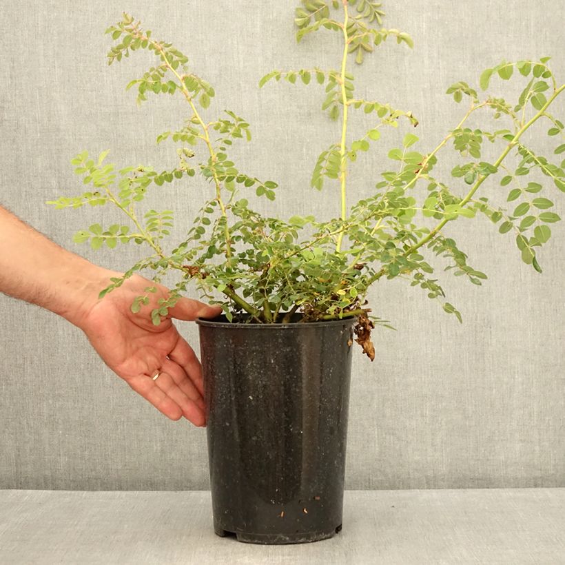 Exemplaar van Rosa moyesii Geranium - Mandarijnroos Pot van 3 l/4 l zoals geleverd in de zomer