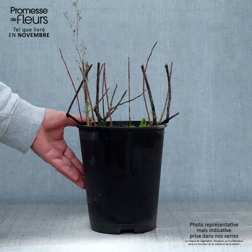 Exemplaar van Rosa nitida - Glansroos Pot van 2 l/3 l zoals geleverd in de herfst
