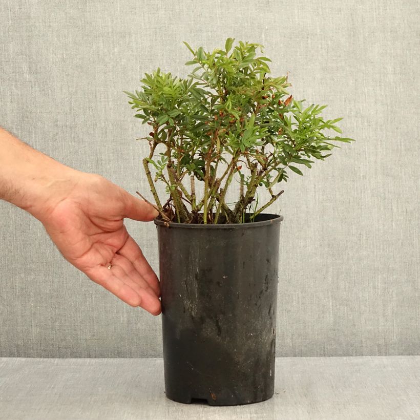 Exemplaar van Rosa nitida - Glansroos Pot van 2 l/3 l zoals geleverd in de zomer